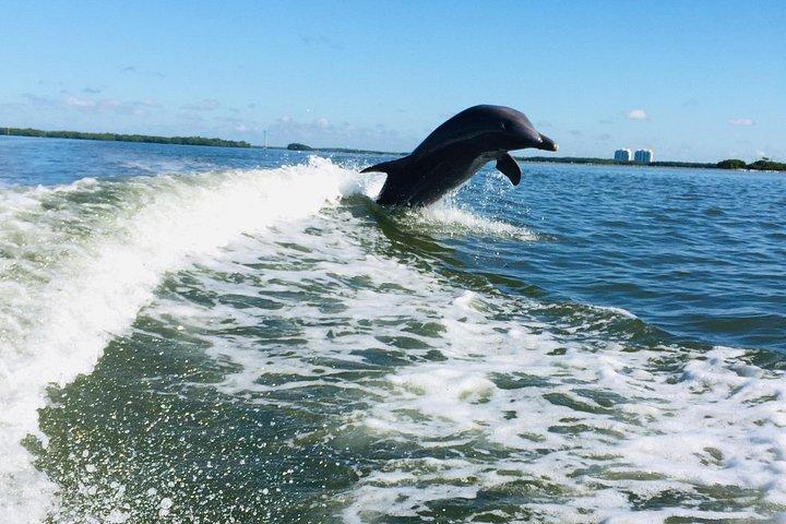 Dolphin Tours - Fort Myers Beach / Naples