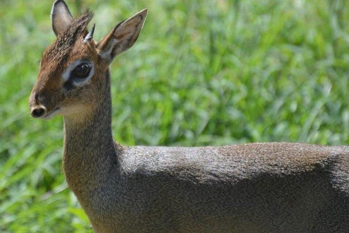 8 Days Thrilling Safari in Mount Kenya Region, Kenya.