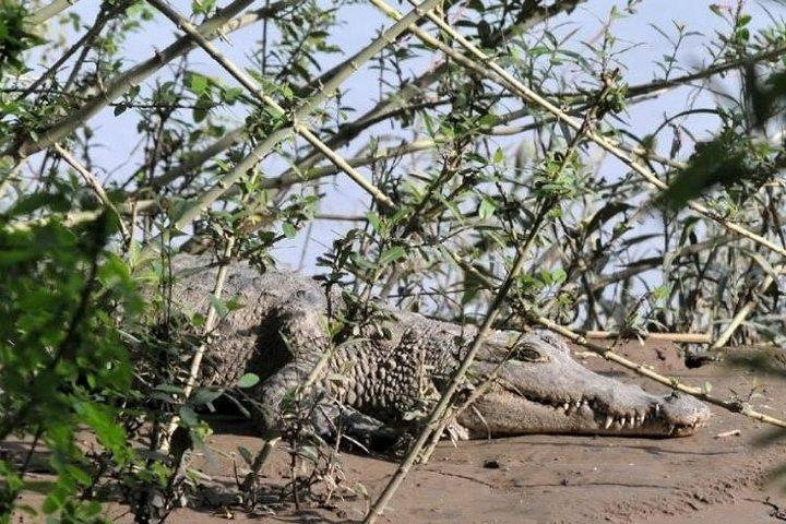 Awash National Park 2 dage 1night