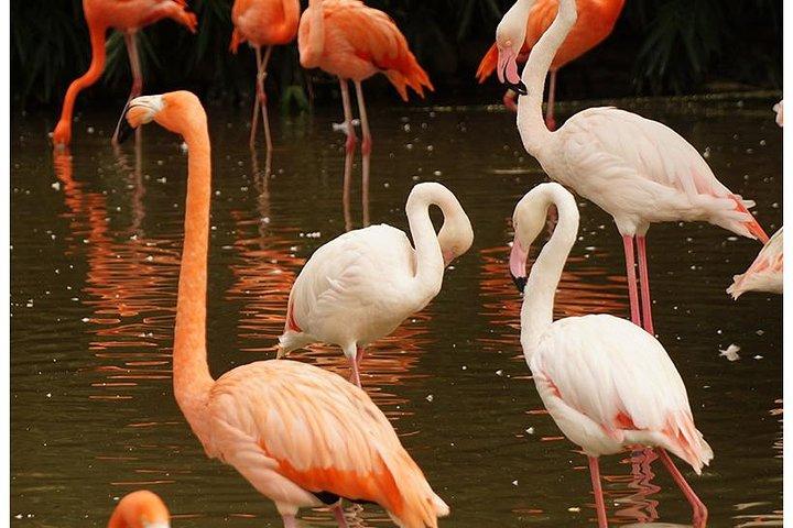 Safari di 7 giorni in Kenya