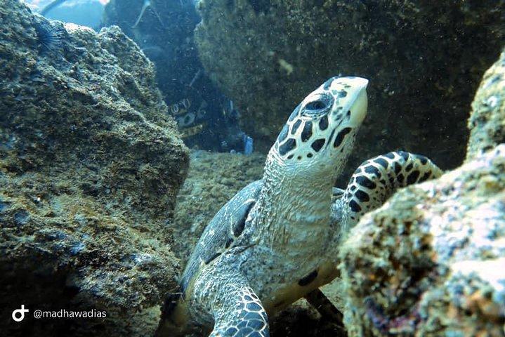 Duiken bij Unawatuna