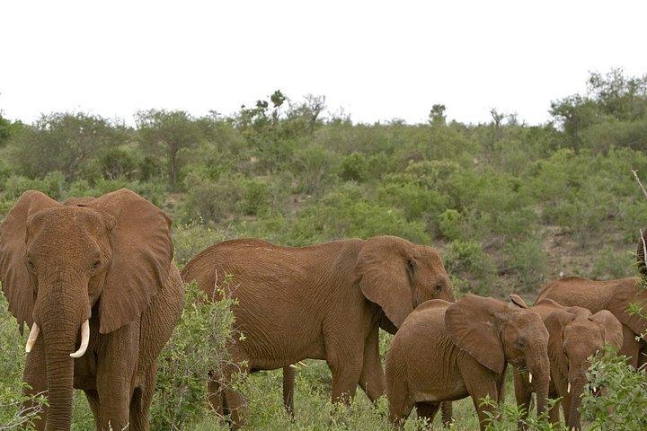 2 DAGER TSAVO ØST SAFARI TILBUD (mindst 2 stk.)