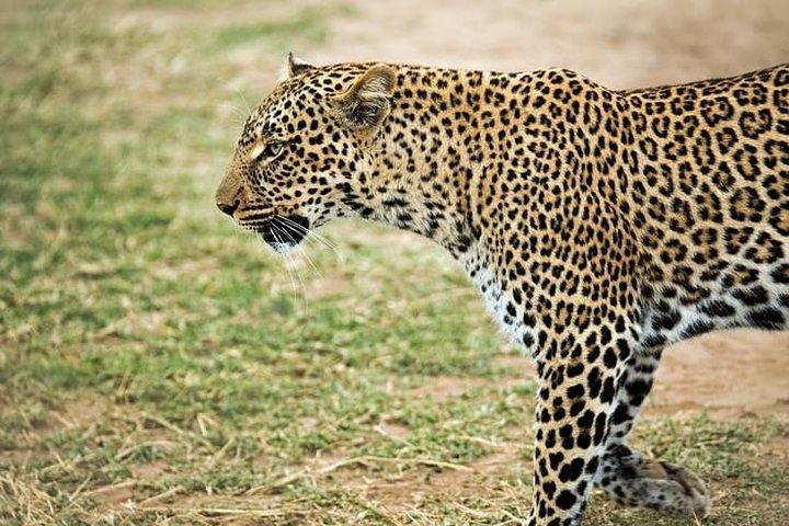 9 dagar, 8 nätter budget Kenya och Tanzania safari