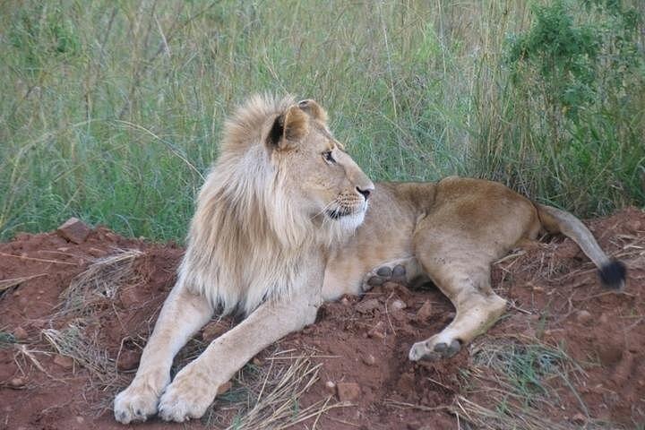 モンバサから2泊3日マサイマラサファリ