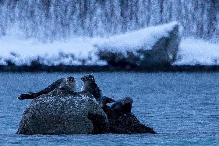 トロムソからの北極圏自然ツアー（風光明媚なソンマロイピクニック付き）