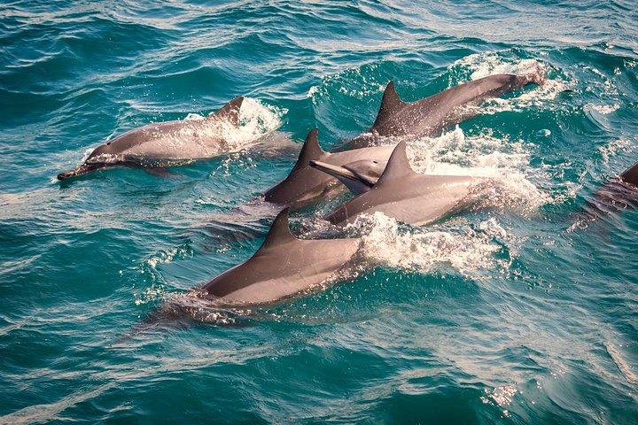 Handunugoda Teafactoryを含むクジラとイルカウォッチングの日帰りツアー