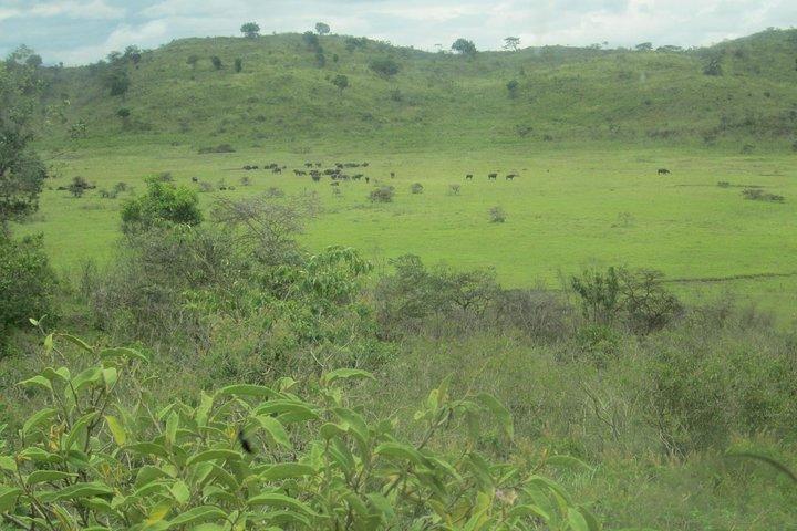 Dagtocht Safari Arusha Nationaal Park