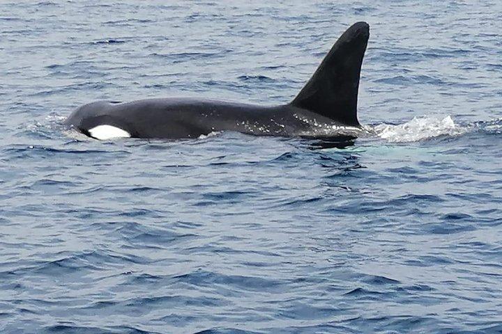 Handunugoda Teafactoryを含むクジラとイルカウォッチングの日帰りツアー