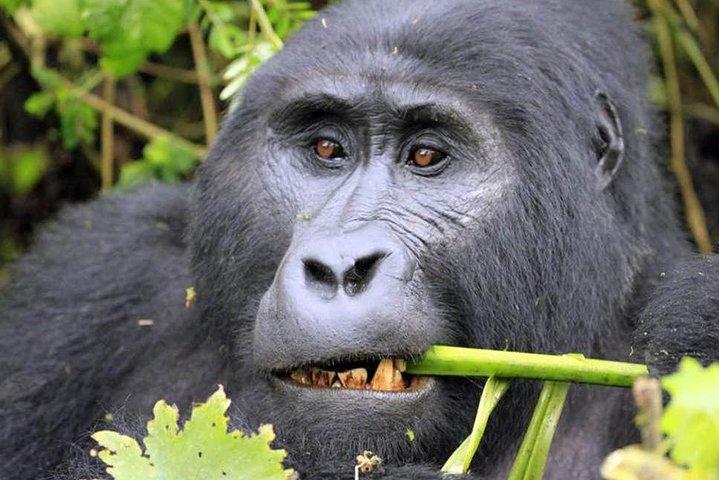 6 giorni di gorilla e scimpanzé Safari in Uganda