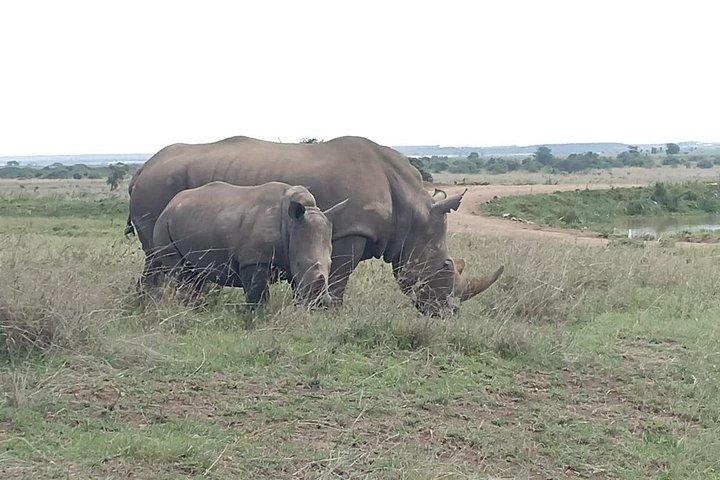 ナイロビ国立公園、象の孤児院、キリンセンターツアー