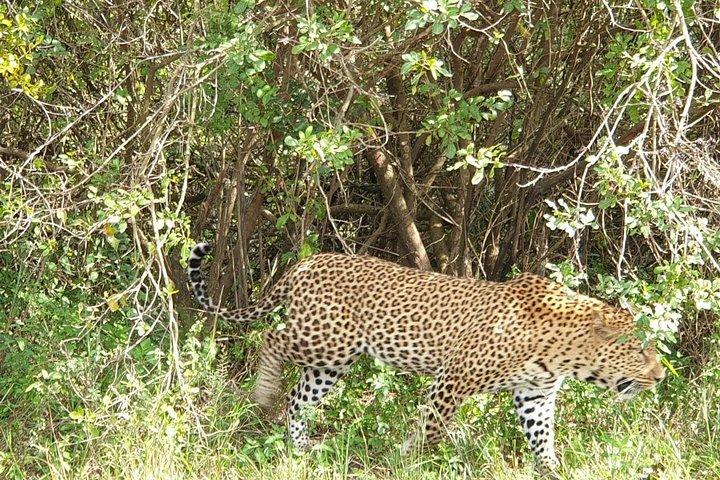 ナイロビ国立公園、象の孤児院、キリンセンターツアー
