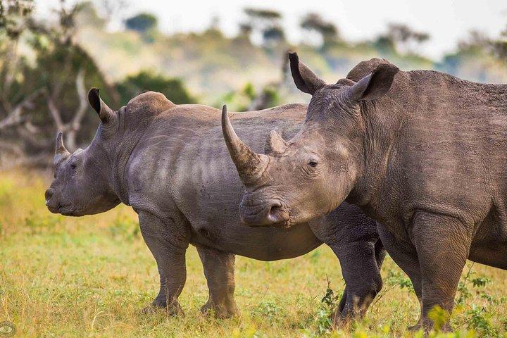 Hluhluwe-Imfolozi Park Ganztägige Big 5 Safari-Tour
