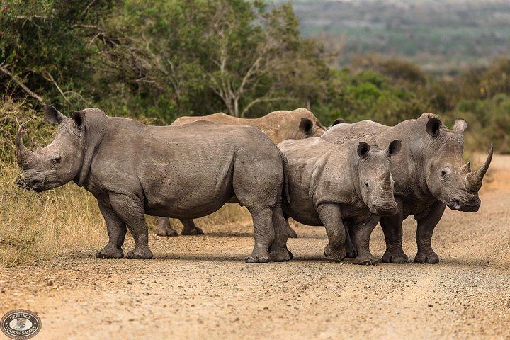 Hluhluwe-Imfolozi Park Ganztägige Big 5 Safari-Tour