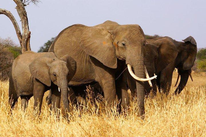 4 jours de safari dans le Serengeti, Ngorongoro et Tarangire