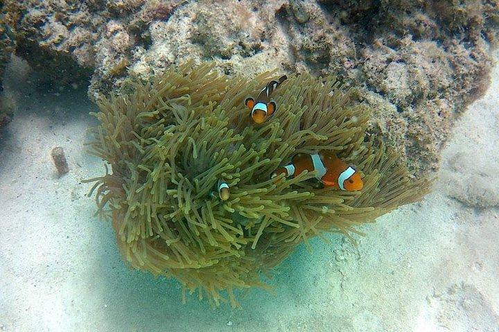 Amazing Krabi 7 Islands One Day Snorkeling Tour By Big Longtail Boat