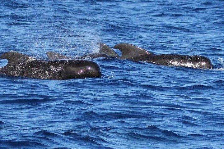 セントルシアのクジラとイルカウォッチングクルーズ