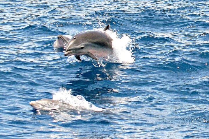 セントルシアのクジラとイルカウォッチングクルーズ