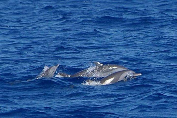 セントルシアのクジラとイルカウォッチングクルーズ