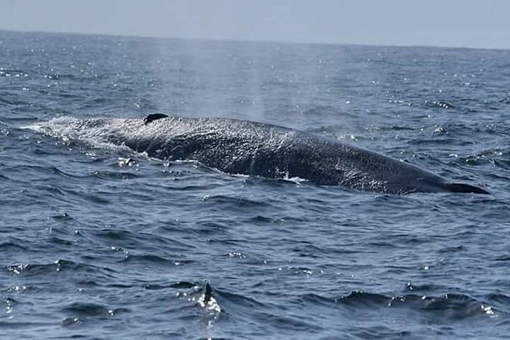 Handunugoda Teafactoryを含むクジラとイルカウォッチングの日帰りツアー