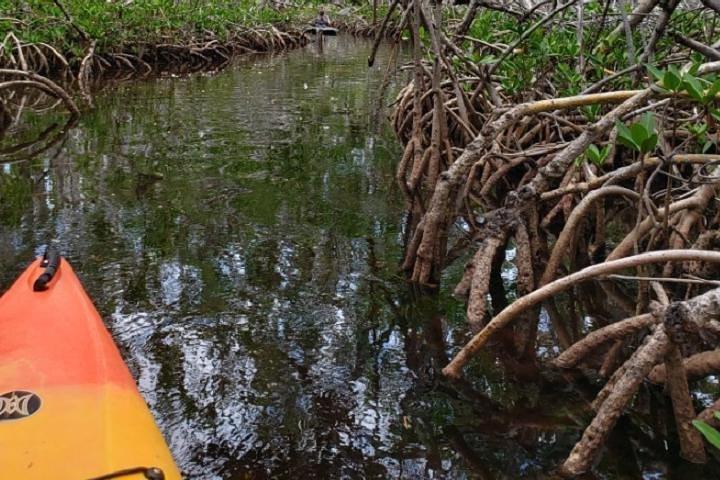 Location de kayak d'une demi-journée à Key West