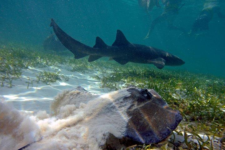 Marinarium Snorkling Cruise fra Bayahibe