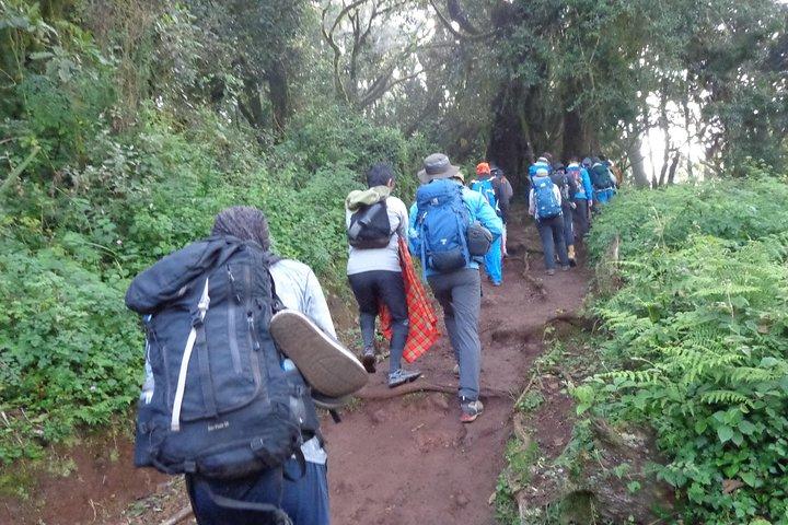 1 día de caminata por el Kilimanjaro a través de la ruta Marangu