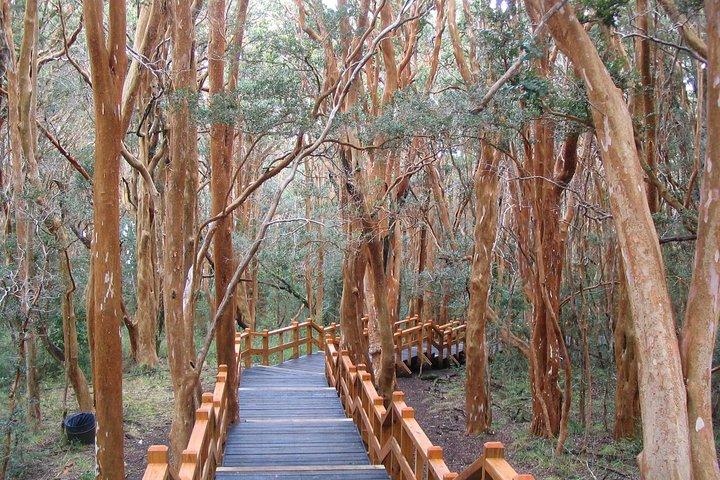 Forêt d'Arrayanes avec l'île Victoria