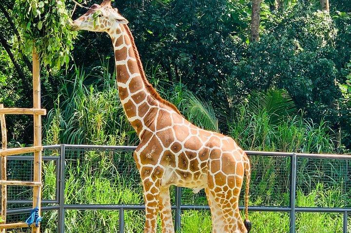 Cebu Safari Journeys