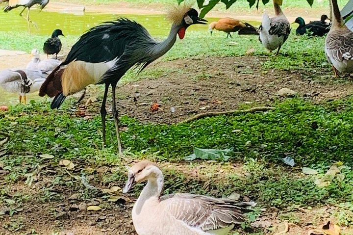 Cebu Safari Journeys