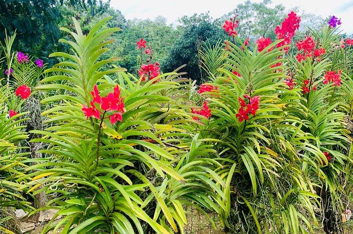 Cebu Safari Journeys
