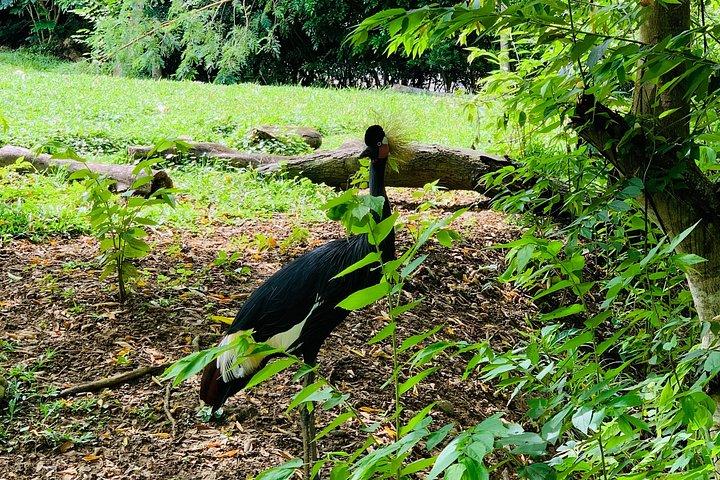 Cebu Safari Journeys