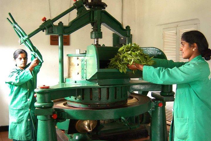 Visite de l'usine de thé à Galle (Pitigala)