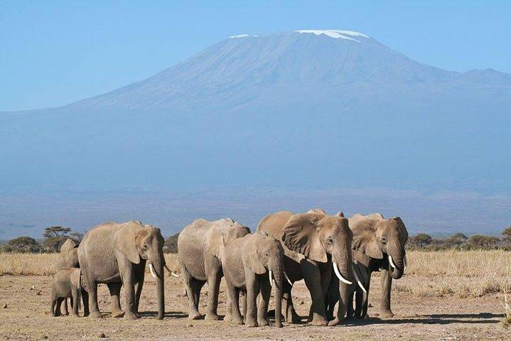 Gruppo di 6 giorni che si unisce a Safari: Nairobi, Nakuru, Naivasha e Amboseli