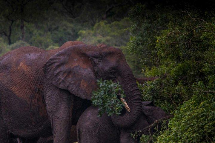 iSimangaliso Wetland Park, Safari bei Nacht
