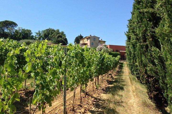 Vineyard visit with local appetisers and wine tasting