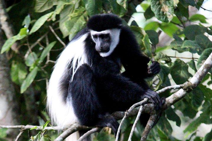 Game Drive a Mikumi National Park - Maasai Visit & Udzungwa Mountain Trekking