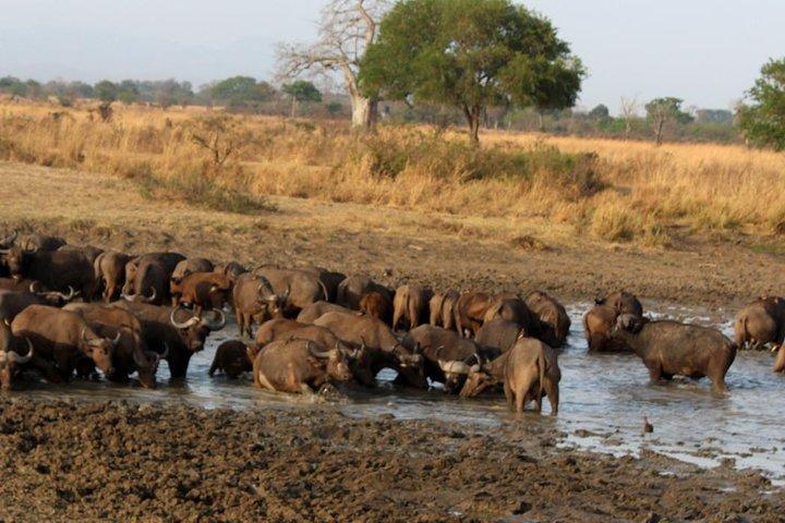 Game Drive a Mikumi National Park - Maasai Visit & Udzungwa Mountain Trekking