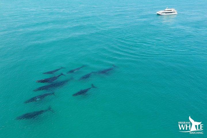 Crucero de observación de ballenas desde Redcliffe o Sunshine Coast
