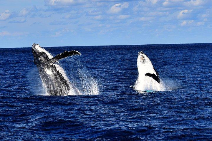 Crucero de observación de ballenas desde Redcliffe o Sunshine Coast