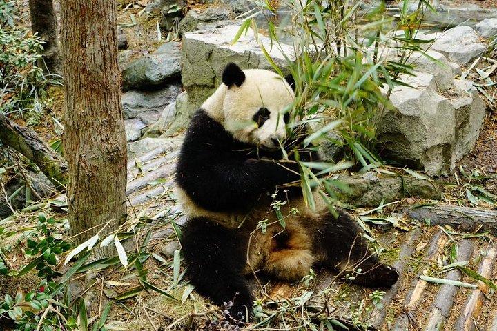Chengdu Entdeckung: Panda Base und Giant Buddha Day Trip