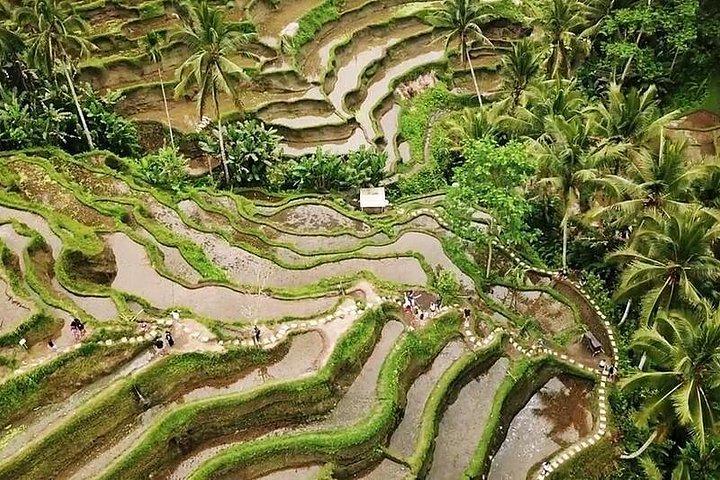 Bali Swing Experience og Ubud Tour