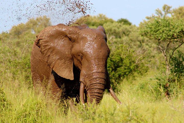 4 Tage 3 Nächte Tsavo Ost- und Westsafari (Minimum 2 Personen)