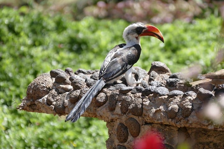 4days masai mara - Lake nakuru 4x4 land cruiser jeep safari