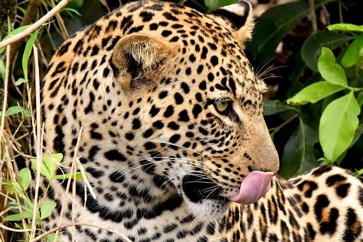4days masai mara - Lake nakuru 4x4 land cruiser jeep safari