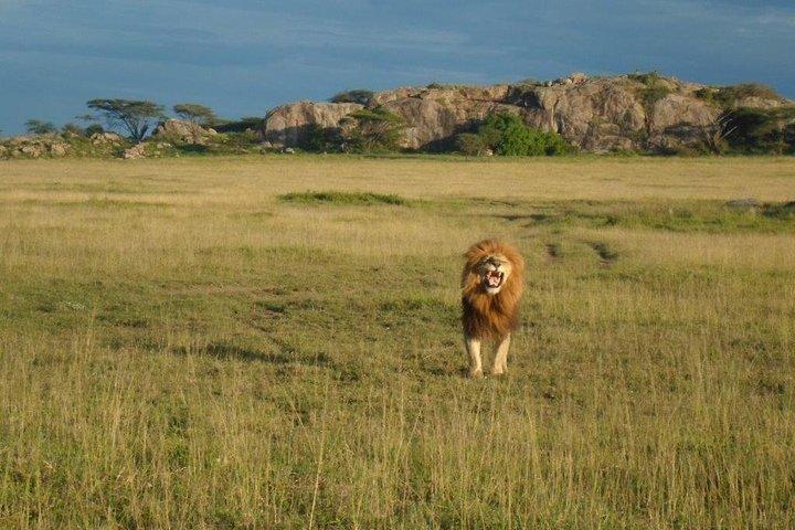 セレンゲティ、ンゴロンゴロ、マニヤラ湖、タランギーレ国立公園の中距離 6 日間