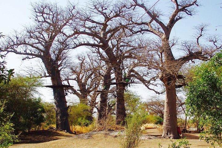 Ingresso para o Accro Baobab Adventure