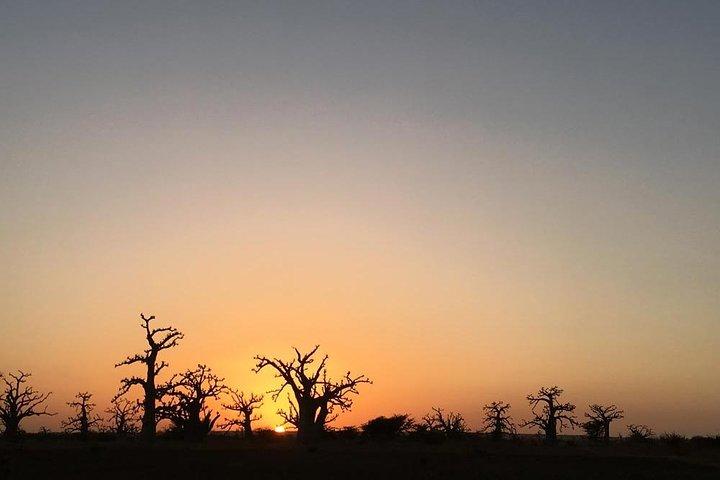 Ingresso para o Accro Baobab Adventure
