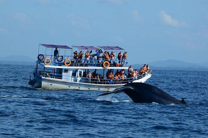 Crociera su misura per l'osservazione delle balene per ammirare i giganti pinnati: Mirissa