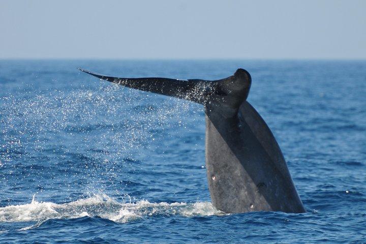 Bespoke Whale Watching Cruise to witness finned giants – Mirissa