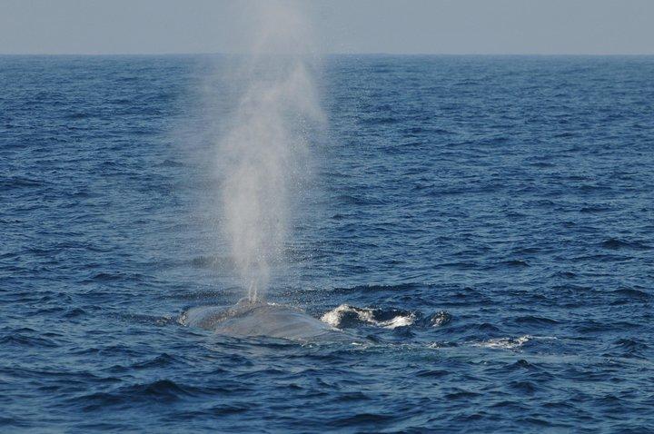 Bespoke Whale Watching Cruise to witness finned giants – Mirissa